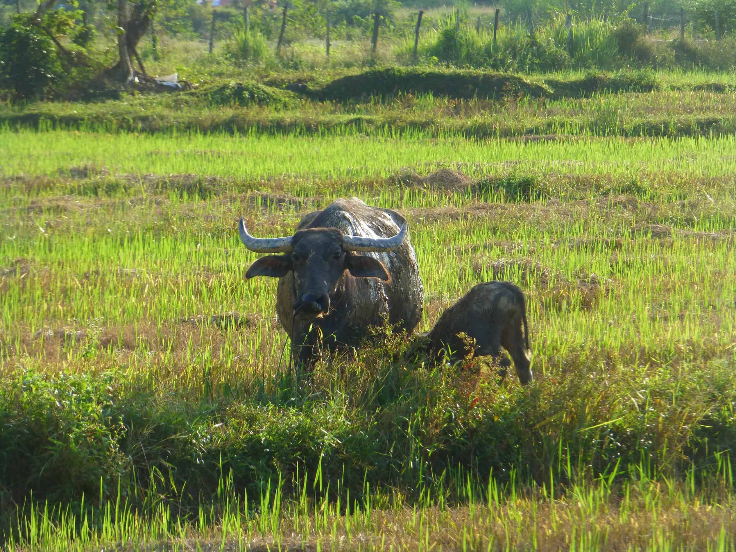 Sunset Valley - Buffalos in rice paddies
