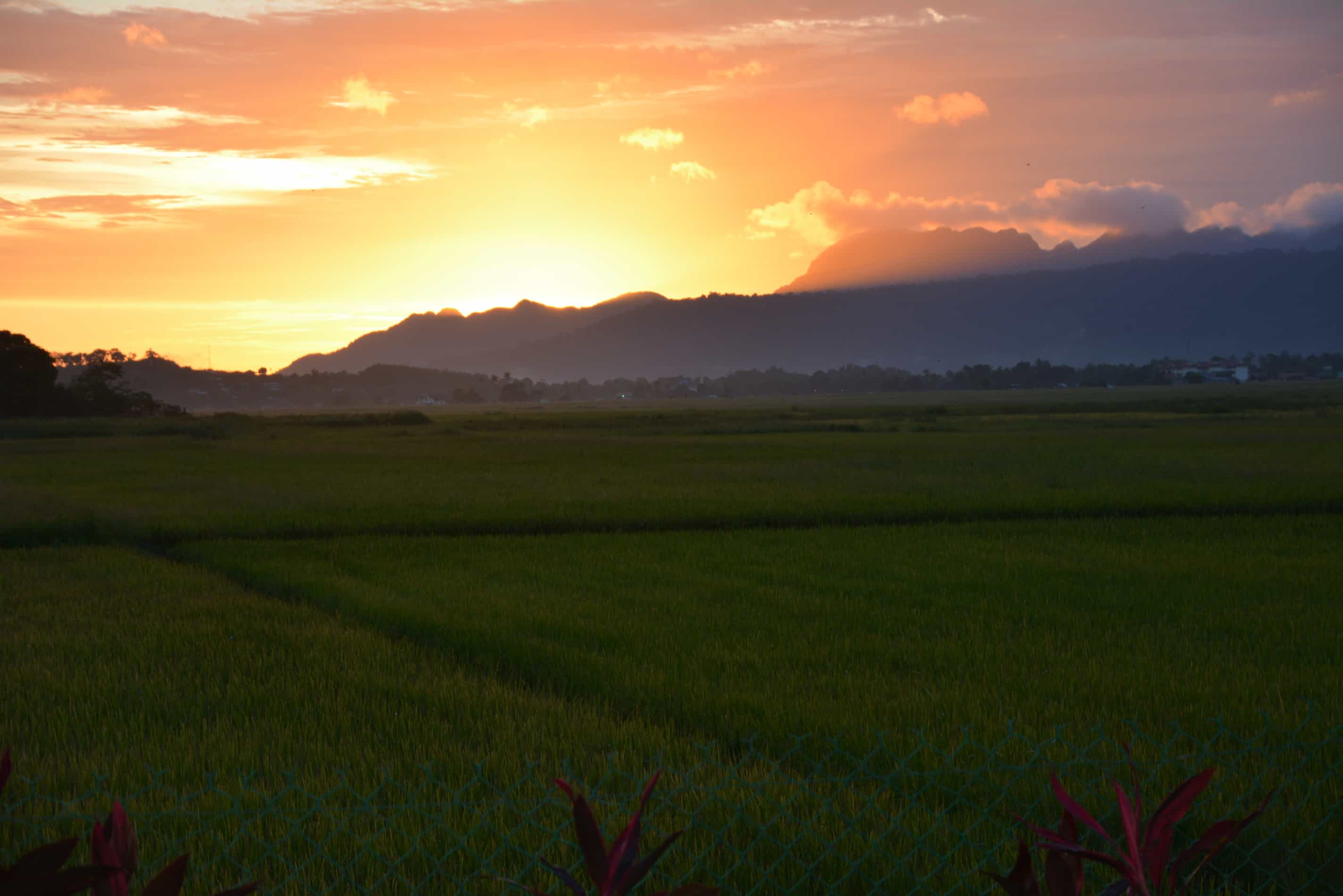 Sunset Valley Holiday Houses - rice paddy sunset